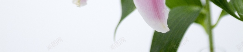 精美花卉类背景图23jpg设计背景_新图网 https://ixintu.com 精美 背景图 花卉类 高清