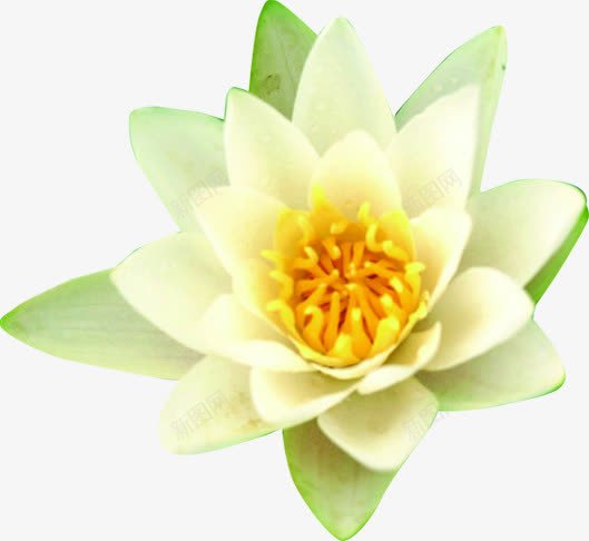 白色水彩花朵png免抠素材_新图网 https://ixintu.com 水彩 白色 花朵 设计