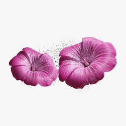 紫色梦幻精美花素材