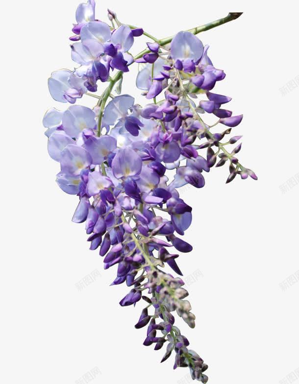 紫色花朵团簇可爱png免抠素材_新图网 https://ixintu.com 可爱 紫色 花朵