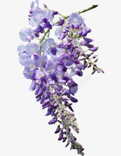团簇紫色花朵团簇可爱高清图片