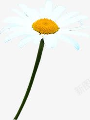 白色花朵创意植物png免抠素材_新图网 https://ixintu.com 创意 植物 白色 花朵