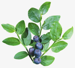 蓝莓粒蓝莓多粒绿色叶子高清图片
