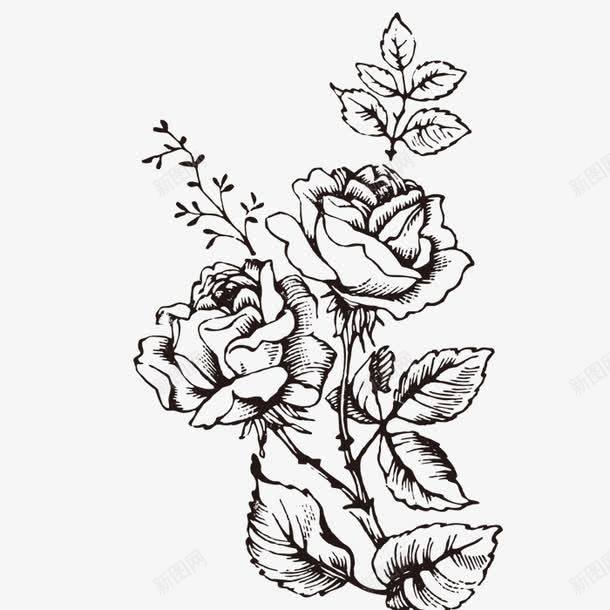 两支花朵png免抠素材_新图网 https://ixintu.com png图形 png装饰 手绘 月季 花朵 装饰