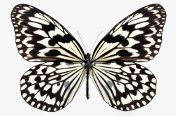 蝴蝶黑白色图素材