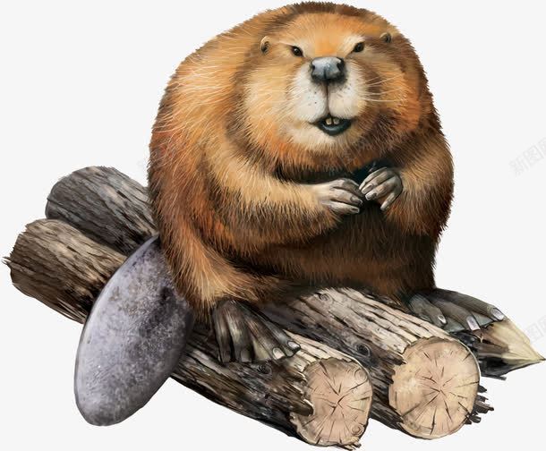 胖松鼠png免抠素材_新图网 https://ixintu.com 动物 动物插画 卡通动物 卡通松鼠 松鼠 矢量动物 胖松鼠