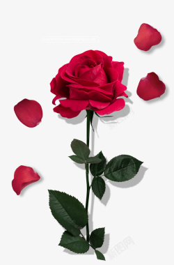 日节素材玫瑰花情人礼物植物高清图片