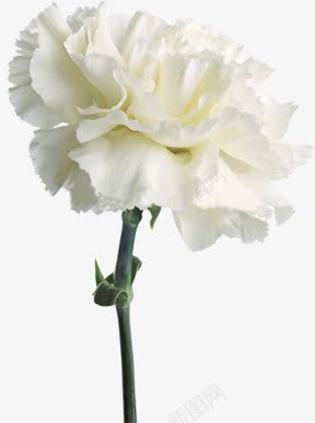 白色圣洁花朵装饰png免抠素材_新图网 https://ixintu.com 圣洁 白色 花朵 装饰