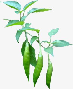 摄影豌豆荚植物素材