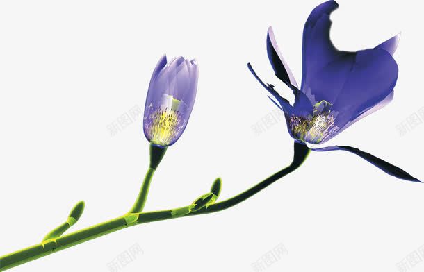 紫色手绘春天花朵装饰png免抠素材_新图网 https://ixintu.com 春天 紫色 花朵 装饰