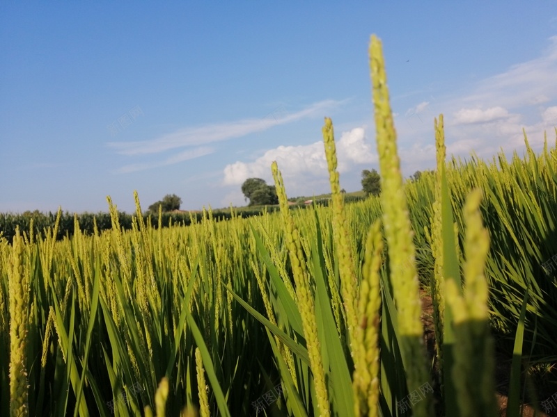 三伏天的水稻他还在开花jpg设计背景_新图网 https://ixintu.com 乡下 农村 水稻 田园