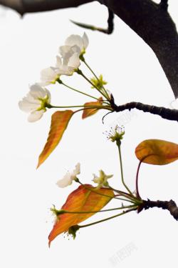 鑺遍开花的梨树高清图片