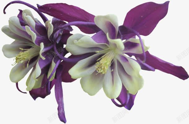 紫色花朵实物png免抠素材_新图网 https://ixintu.com 实物 紫色 花朵