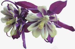 紫色花朵实物素材