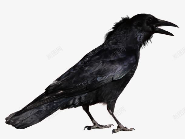 黑色乌鸦png免抠素材_新图网 https://ixintu.com 乌鸦 乌鸦飞过 动物 实物 鸟