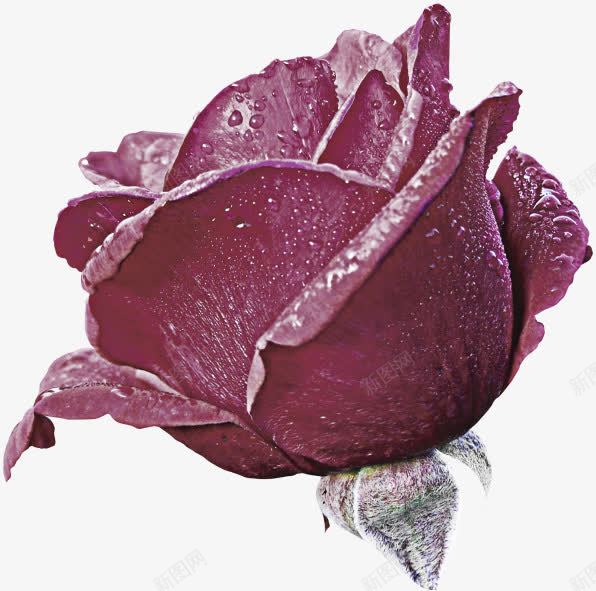 紫色的花朵鲜花png免抠素材_新图网 https://ixintu.com 紫花 花朵 鲜花