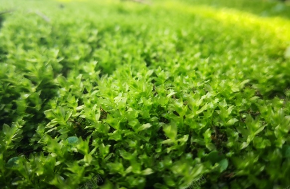 绿油油的苔藓背景