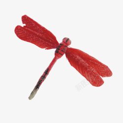 红色蜻蜓素材