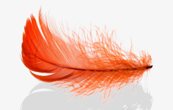 橙色羽毛漂浮高清图片