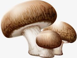 真菌香菇素材
