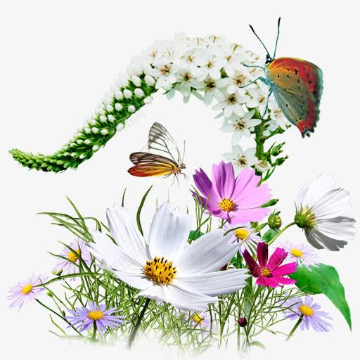 花野花mysevenicons图标png_新图网 https://ixintu.com Flowers Wildflowers 花 野花