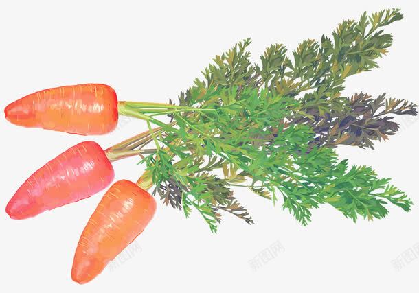 带绿荫的小萝卜png免抠素材_新图网 https://ixintu.com 小型萝卜 带绿荫的 胡萝卜素材 蔬菜素材