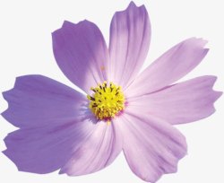 紫色春天花朵装饰素材