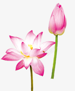 粉色装饰植物荷花素材