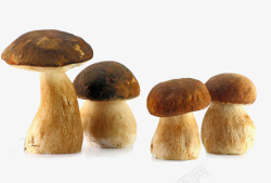 真菌植物野蘑菇高清图片