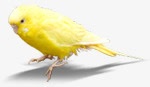黄色可爱小鸟雏鸟素材