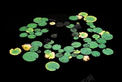水中植物背景夏天的睡莲一高清图片
