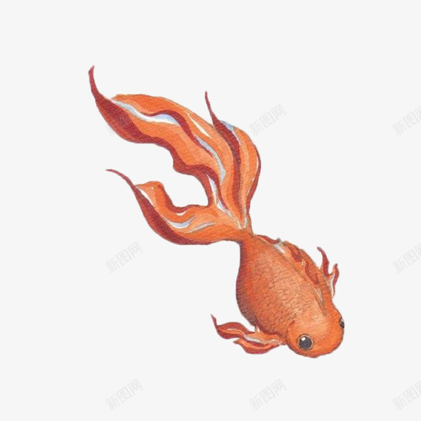 游走的小金鱼png免抠素材_新图网 https://ixintu.com 动物 图案 手绘 装饰