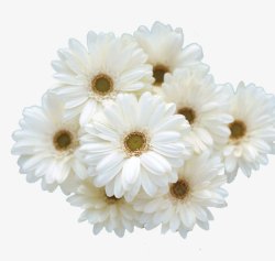 白色雏菊清新花朵素材