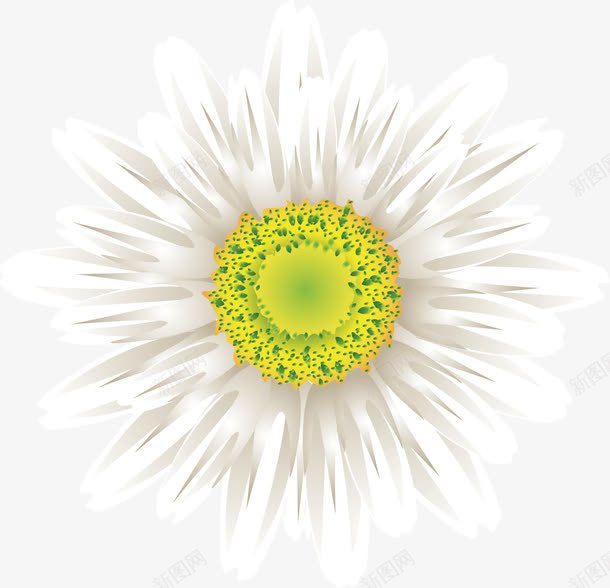 白色花卉png免抠素材_新图网 https://ixintu.com 太阳花 手绘 植物 白色 花卉
