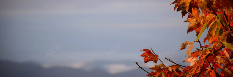 秋季落叶风景摄影12背景