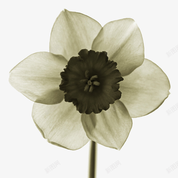白色透明花卉png免抠素材_新图网 https://ixintu.com 白色透明 花卉 花朵