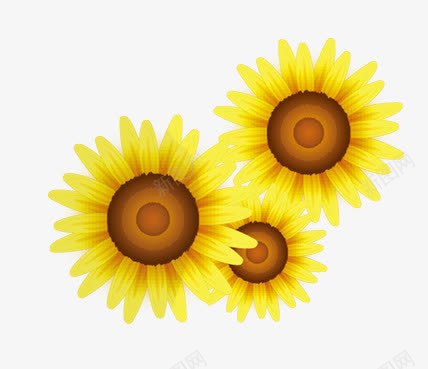 太阳花png免抠素材_新图网 https://ixintu.com 太阳花 春的气息 花卉 黄花