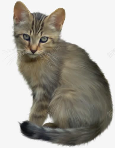 可爱灰色猫png免抠素材_新图网 https://ixintu.com 可爱 灰色