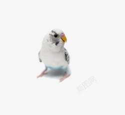 楦甸笩白色鹦鹉高清图片