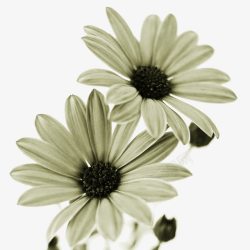 黑白透明花卉太阳花素材