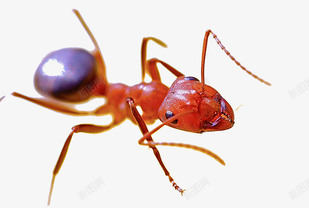 红色蚂蚁png免抠素材_新图网 https://ixintu.com 动物素材 火蚁 红色蚂蚁 蚂蚁