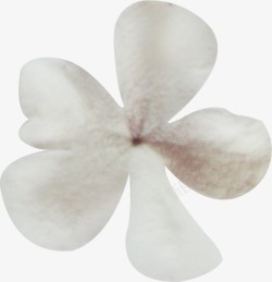 白色兰花瓣素材