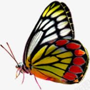 彩色手绘艺术蝴蝶png免抠素材_新图网 https://ixintu.com 彩色 艺术 蝴蝶 设计