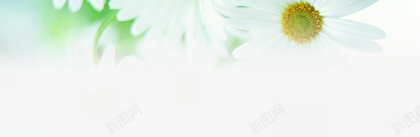 白色水彩花朵装饰png免抠素材_新图网 https://ixintu.com 水彩 白色 花朵 装饰