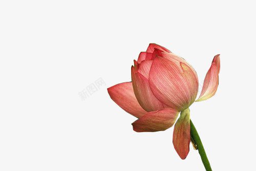 摄影创意红色的花朵png免抠素材_新图网 https://ixintu.com 创意 摄影 红色 花朵