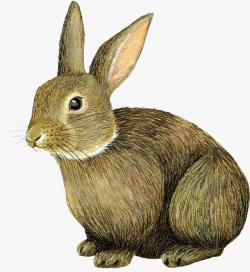 动物兔兔素材