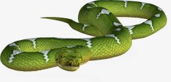 绿色长蛇素材