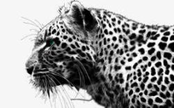 豹子斑纹猎豹高清图片