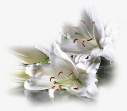 透明白色花朵装饰素材