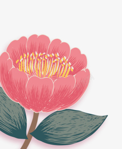 手绘的木槿花素材